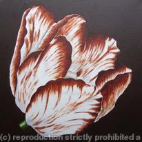 Sm Brown Tulip 2