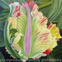 Flaming Parrot Tulip