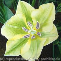 Spring Green Tulip