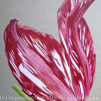 Red Flame Tulip