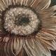 Print of Gerbera Daisy…