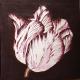 Aubergine Tulip 2