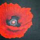 Red Poppy Black Background