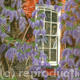 Wisteria at Peckover…
