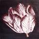 Aubergine Tulip 1