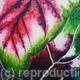 Coleus Plant 5