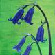 Bluebells