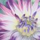 Dahlia - Pastels