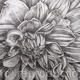 B/W Dahlia Flower 1