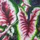 Coleus Plant 1