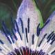Passion Flower | £150 | 60 x 50cm | Acrylic on Canvas Passion Flower