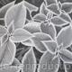 B/W Coleus Plant