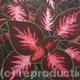 Coleus Plant 3