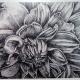 Print of Dahlia 1