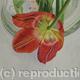 Tulipmania 2 - Colour