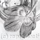 Tulipmania 2 - Charcoal