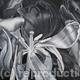 Tulipmania 16 - Black…