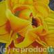 Compostella Tulip