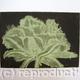 Cool Cystal Aquatint…