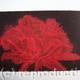 Cool Cystal Aquatint…