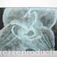 Compostella Tulip Aquatint…