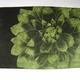 Dahlia1 dk green