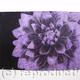 Dahlia1 lilac