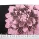 Dahlia1 pink
