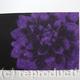 Dahlia1 purple