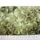 Dahlia 2 lt green