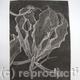 Gloriosa B/W