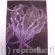 Gloriosa lilac