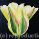 Golden Artist Tulip