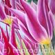 May Time Tulip