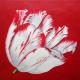 Sm Red Tulip 2