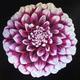 Pink Dahlia
