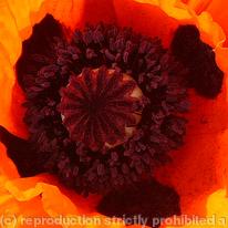 Poppy