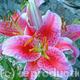 Star Glazer Lily | £4 | | Cards Star Glazer Lily
