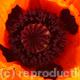 Poppy