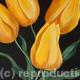 Yellow Tulips