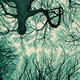 upfromtheforestfloor