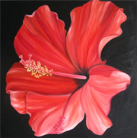 Spanish Hibiscus