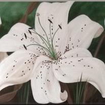 Tracy's Lilies