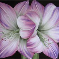 Amaryllis Amour