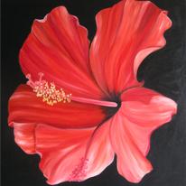 Spanish Hibiscus