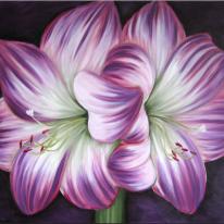 Amaryllis Amour