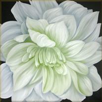 hidden Dahlia Debut