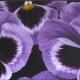 Pansy Paradise
