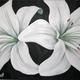 Lovely Lilies