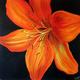 Tiger Lily